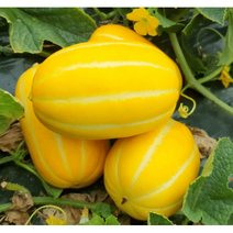 달달농산물 산지직송 성주참외 초특가 세일중 10kg~, 01.가정용 못난이 10kg (소과 51~60개), 1개