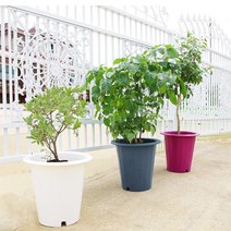 베란다 테라스 화분 실내정원 옥상 야채 텃밭가꾸기 상추재배 국산 플라스틱화분, 18