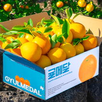 제주 황금향 고당도 선별 12브릭스, 실속형 중소과 3kg (18과 내외)