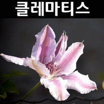 클레마티스(큰꽃으아리) 넬리모서 포트 1개/꽃숙근/조경용