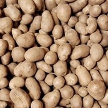 [한스푼푸드] 햇 마씨앗 1kg 영여자 마씨 잉여자 마종자
