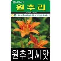 [워터트리몰] 원추리 씨앗(30립) 채소 꽃 종자 재배 씨앗 허브 나무 (A)
