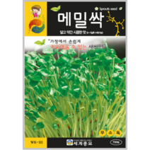 메밀싹 새싹 800립/씨앗 종자 새싹보리