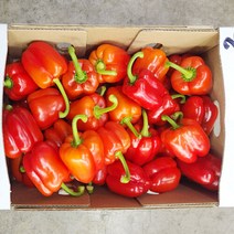 못난이 빨강 파프리카 500g