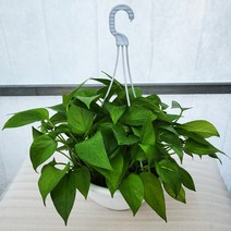 스킨답서스 행인