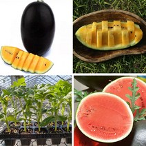 가정원예 모종비 망고수박 흑피애플수박 모종 수박모종 1박스, 흑피애플 모종 5주