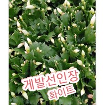 게발선인장-화이트/겨울에 꽃을 피우기에 크리스마스선인장