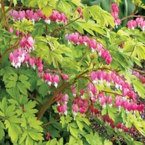 뿌리가식묘]금낭화-골드하트(황금잎금낭화) : 15cm분 Q2065, 1개