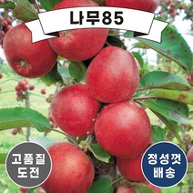 (나무85) 사과나무묘목 14종 시리즈, 14. 시나노골드 접목1년
