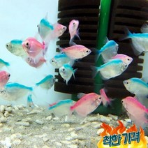 칼라 테트라(4마리)
