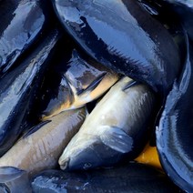 향어 3kg 주문즉시 손질 민물고기백화점, 향어 3kg(즉석 손질)