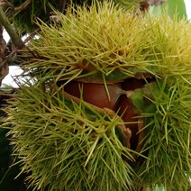 지리산 피아골 2023년 자연산 햇밤 생율 생밤 알밤 2kg 3kg, 지리산 피아골 햇밤 (중) 2kg