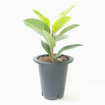 뱅갈고무나무(중) 실내공기정화식물 공기청정식물