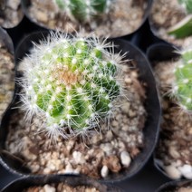 [해뜰다육] 수박선인장(소) 다육식물 선인장