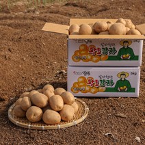 [감자청년] 2023년 햇감자 두백감자 왕왕/ 왕/ 특/ 상사이즈 20kg 10kg 5kg 3kg, 20kg 왕, 1박스