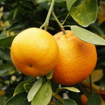 묘목/귤나무 (레드향)/접목 2년 b150