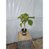 반려식물 플랜테리어 목대두꺼운 휘커스움베르타 중품 40-60cm 165, 1개