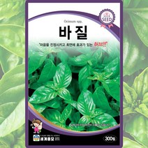 바질 씨앗 바질 씨 허브 종자 300립, 1개