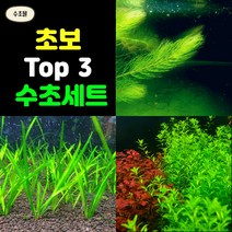 [수초몰] 키우기 쉬운 초보용 녹색수초 총 28촉 / 초보 수초 구피 어항 물고기 금붕어 열대어, 발리스네리아3+붕어마름5+펄글라스20