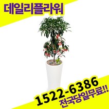 만냥금 개업화분 축하화분 개업식 개업선물 식당 카페 개원 집들이 승진 취임 부임 영전 전국당일무료배송 실내관엽식물