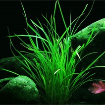 [바보사랑] (후경수초) 시페루스 헬페리 1촉, 상세 설명 참조, 상세 설명 참조