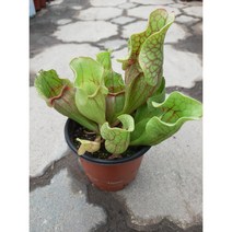 퍼포리아 사라세니아/식충식물