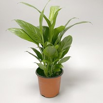 스파티필름 스파트필름 소품 공기정화식물 미니식물 소형 화분포트 실내공기정화식물 키우기쉬운식물 실내화초