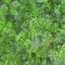 모스이끼 그린 1박스 500g D-05-007