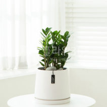 개업화분 당일배송 개업식 당일 화분배달 플라워365, 1개, 07 탁상용 금전수2