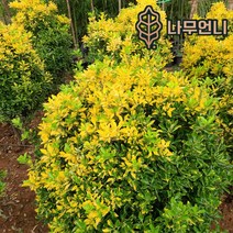 사철나무 황금사철 상록수 정원수 조경수 나무언니, 황금사철 키80cm(10개세트)