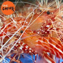 더대박 활 독도꽃새우 500g 1kg 독도새우 회, 1팩