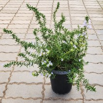 미니농장 크리핑로즈마리 대품 허브식물 노지월동 다년생 향기치유 화분화초