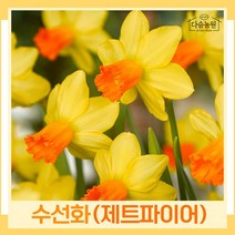 수선화 구근 모종 제트파이어 2개