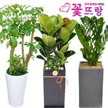 꽃뜨랑 공기정화식물 개업화분 집들이 스투키 행운목 금전수, 서랍물받침