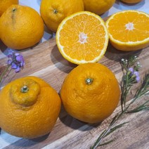 제주도 노지 한라봉 10kg, 단품없음