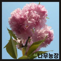 (나무농장) 벚나무 겹벚나무 R4 내외 분, 1개