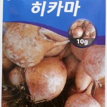 [가람종묘사] 히카마 씨앗(멕시코 감자 얌빈이라고도 불리는 히카마 샐러드 간식으로 이용)