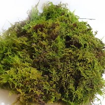 국내산 자연 천연생이끼 건조400g(털깃털이끼) 고급 화분장식 테라리움 풍란 석 목부작 분재 분경마감 원예용 정원조경 삼포장 애완용 교구용 장, 1개