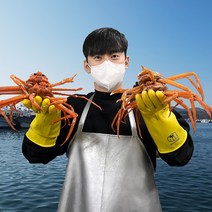 대게포크 증정 [오픈씨마켓] 선주직송 살이 꽉찬 100% 국산 포항 구룡포 자숙 대게 수율보장 (명품/박달), 국산 명품대게(대) 9 - 9.9cm 5마리