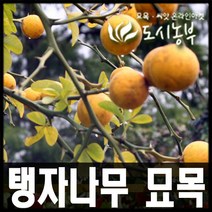 탱자나무 묘목/유실수/유실수/실생(2~3년) /20주, 탱자나무 실생2년(7주)