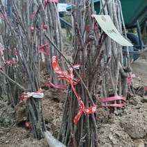 마가목 실생3년 특묘목 1주, 본상품선택