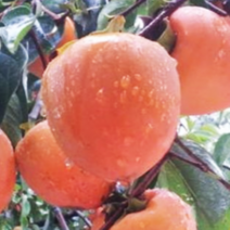 감나무 대봉감나무 묘목 2년생 특묘, [ 대봉감나무 2년생 ]