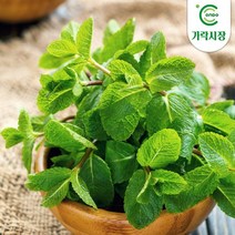 온도씨 가락시장 허브 10g 모음전(딜 로즈마리 타임 애플민트 外), 애플민트 10g