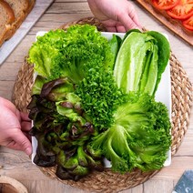 친환경 최상급 유럽 샐러드 채소 1kg 모듬쌈 야채 6종 신선의자신감, 유럽 샐러드 1kg(3~6종)특품