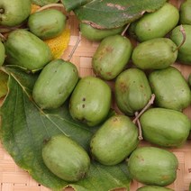 생 토종다래1kg 한줌농장 곡성 산다래 열매, kg