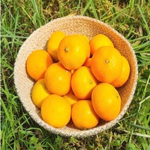 22년 수확 새콤달콤타이벡 당도선별 고당도 감귤 제주 감귤 노지감귤, 감귤 5kg (2s)
