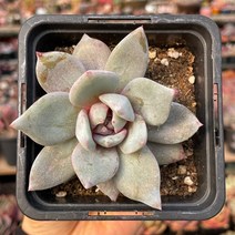 독일샴페인 다육식물 묵은둥이 용인수다육
