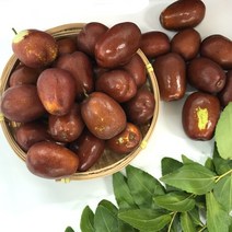보은생대추 1kg(24mm) 맛있는 대추예약판매