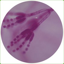영구프레파라트/푸른곰팡이