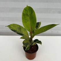 [다은꽃농원]쉬즈베리아나 무늬 고무나무 키우기쉬운 실내공기정화식물 희귀식물 인테리어